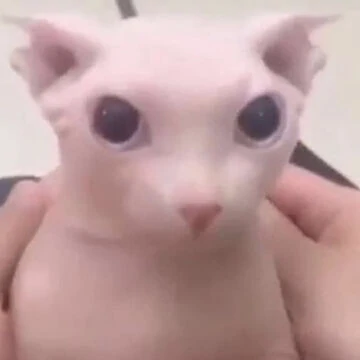 classic image of bingus looking up at the camera