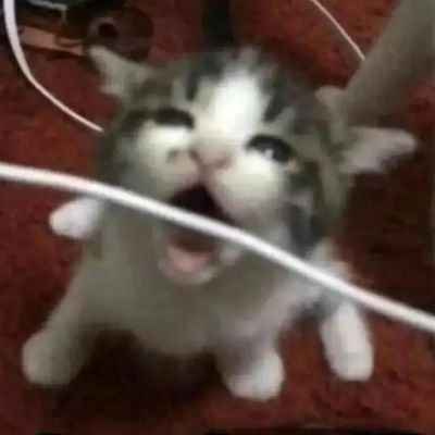 a kitten about to chomp down on a white wire