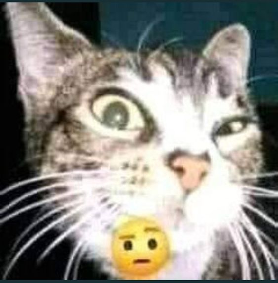 a cat looking curiously into the camera