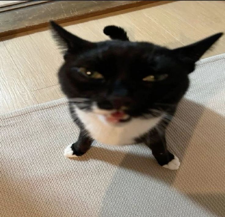 a cat screaming into the camera